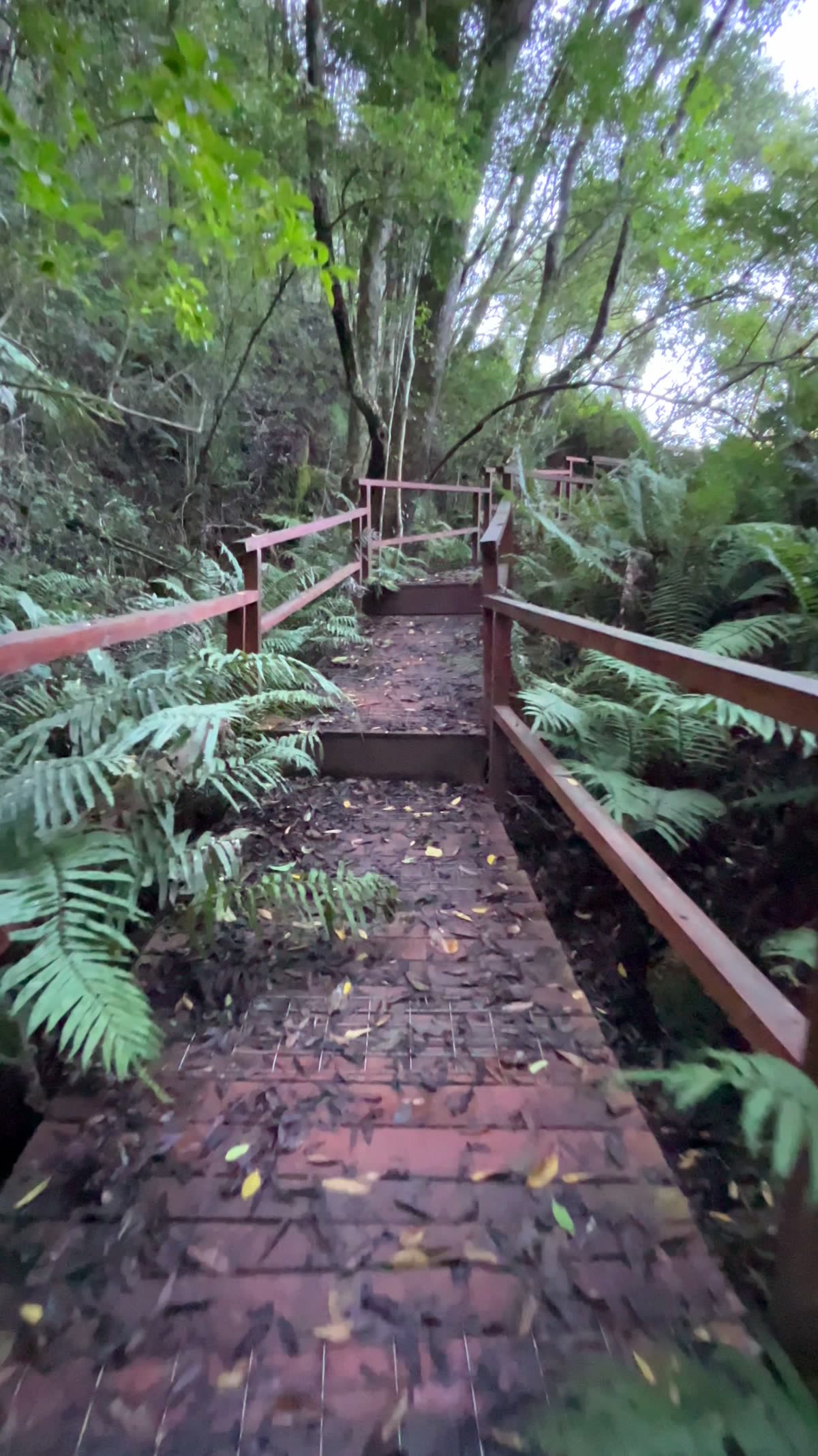 Red-railed boardwalk winding through forest ferns