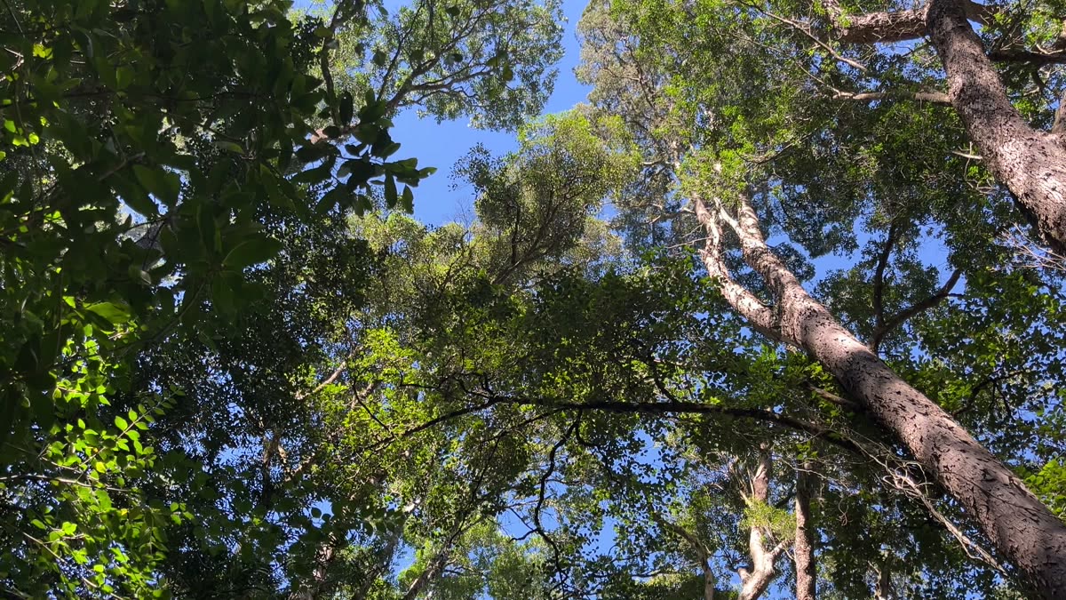 Towering indigenous trees reaching into blue sky