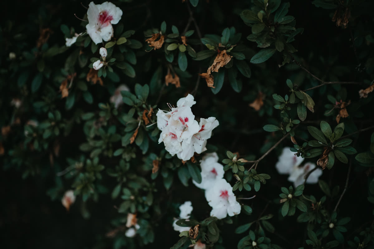 White flowers blooming in the lodge gardens