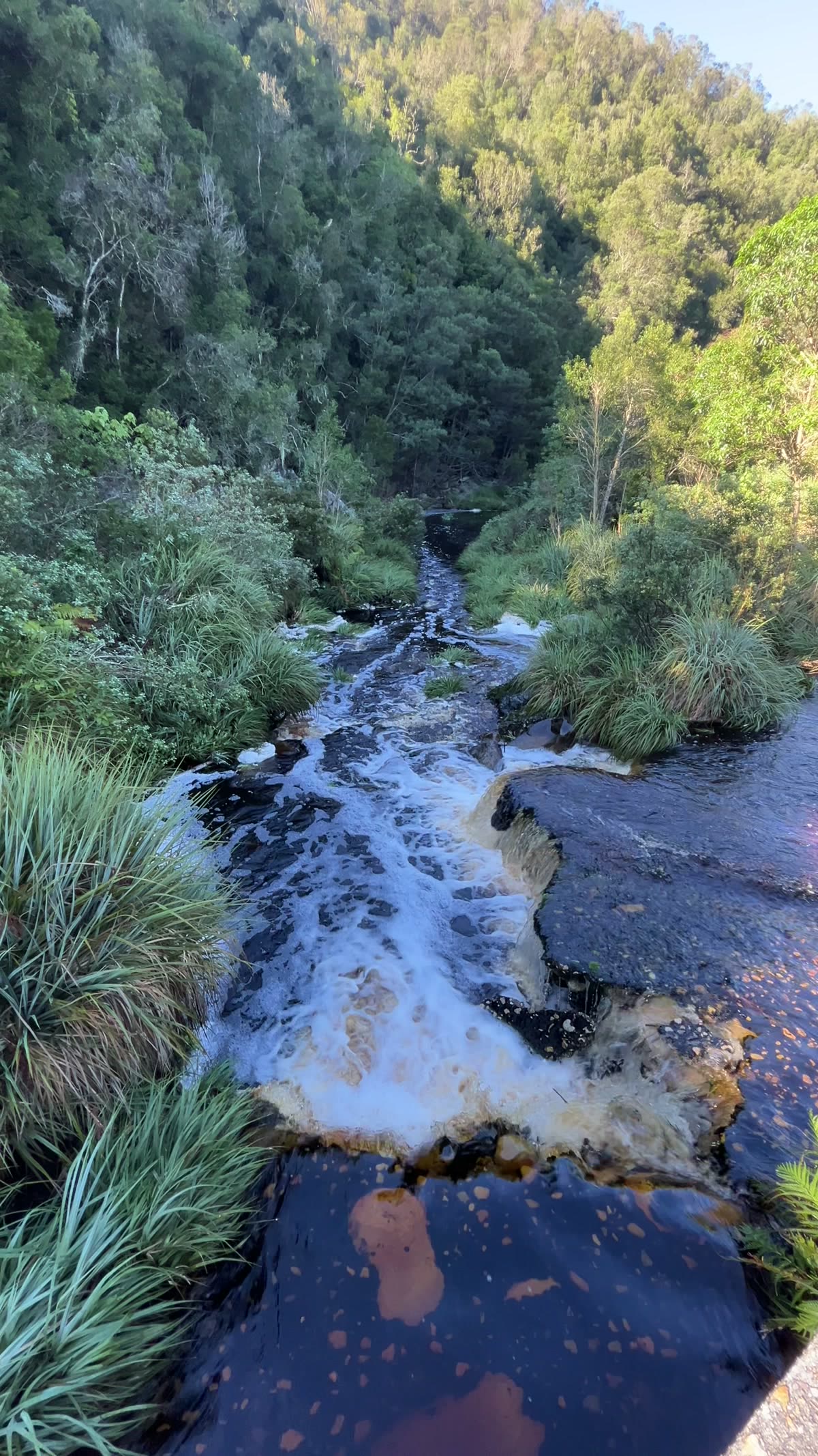 River cascading through a lush indigenous forest gorge